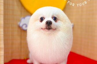 [🆕🇻🇳] DOCA’S HOUSE 🐶🦜 Top1Pets 🐱🐠 Model: Bông
Vẫn là a người mẫu đẹp trai nàyDOCA’S HOUSE – Dịch vụ thú cưng
– Tắm, vệ sinh, cắt tỉa
– Thú y và Pet shop
– Khách sạn thú cưng
Đc: 67 Hùng V , shares-0✔️ , likes-5❤️️ , date-2025-09-25 14:35:15🐶🐱🇻🇳🇻🇳🇻🇳📰🆕