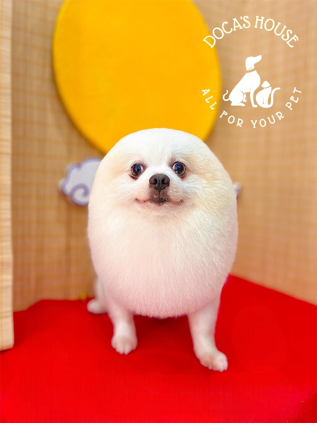 [🆕🇻🇳] DOCA’S HOUSE 🐶🦜 Top1Pets 🐱🐠 Model: Bông
Vẫn là a người mẫu đẹp trai nàyDOCA’S HOUSE – Dịch vụ thú cưng
– Tắm, vệ sinh, cắt tỉa
– Thú y và Pet shop
– Khách sạn thú cưng
Đc: 67 Hùng V , shares-0✔️ , likes-5❤️️ , date-2025-09-25 14:35:15🐶🐱🇻🇳🇻🇳🇻🇳📰🆕