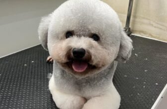 [🆕🇻🇳] TOM TEP PET 🐶🦜 Top1Pets 🐱🐠 Gọi em là Sunny vì em luôn toả nắng
, shares-0✔️ , likes-2❤️️ , date-2025-09-26 06:29:30🐶🐱🇻🇳🇻🇳🇻🇳📰🆕