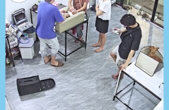 [🆕🇻🇳] HOME PET Clinic – Thú Y 24h Đà Nẵng 🐶🦜 Top1Pets 🐱🐠 “Cám ơn sen và boss đã đồng hành, Homepet sẽ tiếp tục chăm chỉ để mang lại sự an tâm và hài lòng nhất ”
___________________________________
Homepet clinic_ , shares-1✔️ , likes-4❤️️ , date-2025-09-25 16:17:04🐶🐱🇻🇳🇻🇳🇻🇳📰🆕