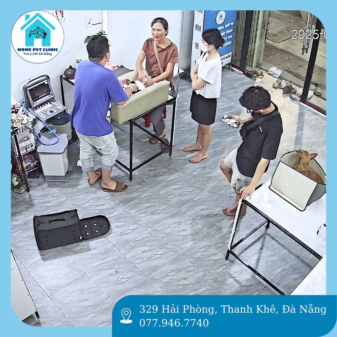 [🆕🇻🇳] Dịch vụ thú y tại nhà 24h Đà Nẵng HomePet 🐶🦜 Top1Pets 🐱🐠 “Cám ơn sen và boss đã đồng hành, Homepet sẽ tiếp tục chăm chỉ để mang lại sự an tâm và hài lòng nhất ”
___________________________________
Homepet clinic_ , shares-1✔️ , likes-3❤️️ , date-2025-09-25 16:18:48🐶🐱🇻🇳🇻🇳🇻🇳📰🆕