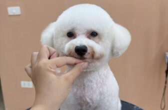 [🆕🇻🇳] MEOW – Tiệm Thú Cưng 🐶🦜 Top1Pets 🐱🐠 Xinh iu của sóp
, shares-0✔️ , likes-5❤️️ , date-2025-09-24 19:18:08🐶🐱🇻🇳🇻🇳🇻🇳📰🆕