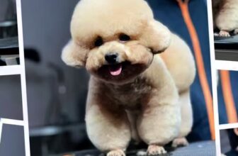 [🆕🇻🇳] Tiệm Thú Cưng Nhà Lúa – Hotel & Spa Cắt Tỉa Lông Thú Cưng Bình Dương 🐶🦜 Top1Pets 🐱🐠 Kiểu này sao ngừng hott được
#mỹhậunguyễn  #tiemthucungnhalua  #SpaThúcưngBìnhDương  #CắttỉalôngchómèoBìnhDương , shares-0✔️ , likes-6❤️️ , date-2025-09-24 03:14:55🐶🐱🇻🇳🇻🇳🇻🇳📰🆕