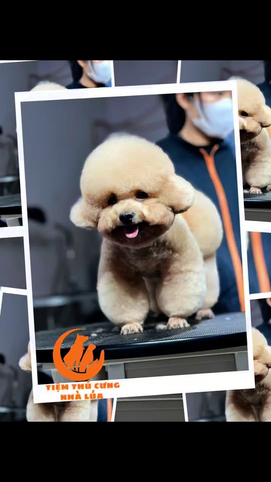 [🆕🇻🇳] Tiệm Thú Cưng Nhà Lúa – Hotel & Spa Cắt Tỉa Lông Thú Cưng Bình Dương 🐶🦜 Top1Pets 🐱🐠 Kiểu này sao ngừng hott được
#mỹhậunguyễn  #tiemthucungnhalua  #SpaThúcưngBìnhDương  #CắttỉalôngchómèoBìnhDương , shares-0✔️ , likes-6❤️️ , date-2025-09-24 03:14:55🐶🐱🇻🇳🇻🇳🇻🇳📰🆕