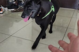 [🆕🇻🇳] Ganador Việt Nam – Thương hiệu thức ăn hoàn thiện & cân bằng dành cho cún cưng từ Tập đoàn ADM 🐶🦜 Top1Pets 🐱🐠  VIDEO SERIES “YÊU KHÔNG GIỚI HẠN, DÙ MỌI ĐỔI THAY” – TẬP 2: ZOEMỗi bé cún đều có một hành trình riêng: có bé được chăm sóc trong vòng tay yêu thương từ , shares-0✔️ , likes-17❤️️ , date-2025-09-26 02:01:17🐶🐱🇻🇳🇻🇳🇻🇳📰🆕