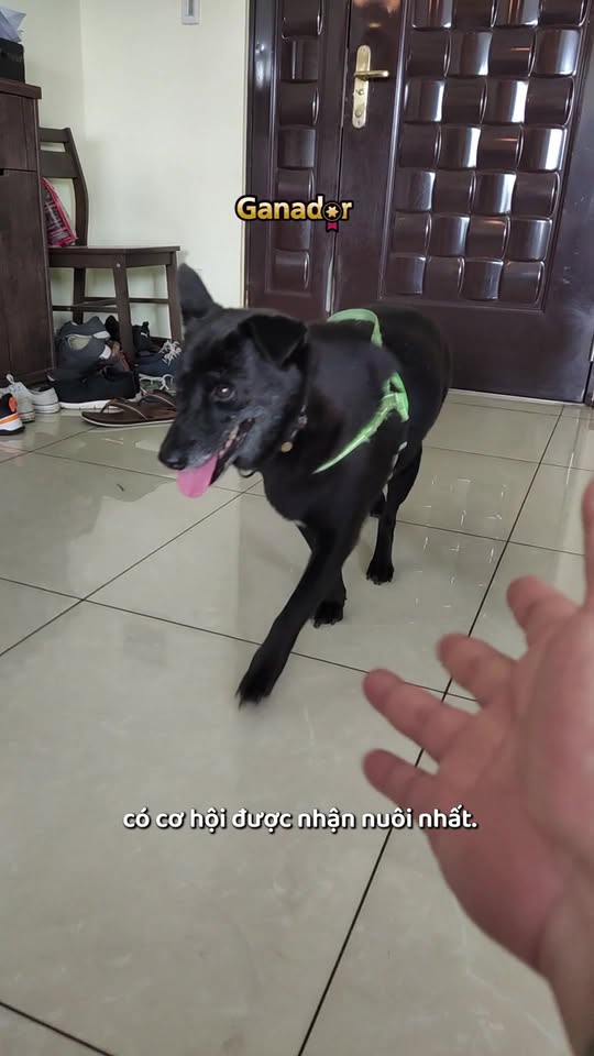 [🆕🇻🇳] Ganador Việt Nam – Thương hiệu thức ăn hoàn thiện & cân bằng dành cho cún cưng từ Tập đoàn ADM 🐶🦜 Top1Pets 🐱🐠  VIDEO SERIES “YÊU KHÔNG GIỚI HẠN, DÙ MỌI ĐỔI THAY” – TẬP 2: ZOEMỗi bé cún đều có một hành trình riêng: có bé được chăm sóc trong vòng tay yêu thương từ , shares-0✔️ , likes-17❤️️ , date-2025-09-26 02:01:17🐶🐱🇻🇳🇻🇳🇻🇳📰🆕