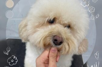 [🆕🇻🇳] Lu Pet Shop – Dịch vụ thú cưng Bà Rịa 🐶🦜 Top1Pets 🐱🐠 Đã chanh xả
Thì cần ngã đầu vào ai
——————————————-
𝗠𝘂𝗮 𝗵𝗮̀𝗻𝗴 𝘃𝗮̀ 𝗰𝗵𝗼 𝗯𝗲́ 𝘁𝗿𝗮̉𝗶 𝗻𝗴𝗵𝗶𝗲̣̂𝗺 𝘀𝗽𝗮  𝘁𝗮̣𝗶:
𝗟 𝗨 𝗣 𝗘 𝗧 𝗦 𝗛 𝗢 𝗣
𝗣𝗲𝘁 𝗦𝗵𝗼𝗽   𝗦𝗽𝗮 & 𝗚𝗿𝗼𝗼𝗺𝗶𝗻𝗴
𝗔 𝗱 𝗱  , shares-0✔️ , likes-2❤️️ , date-2025-09-27 16:12:48🐶🐱🇻🇳🇻🇳🇻🇳📰🆕