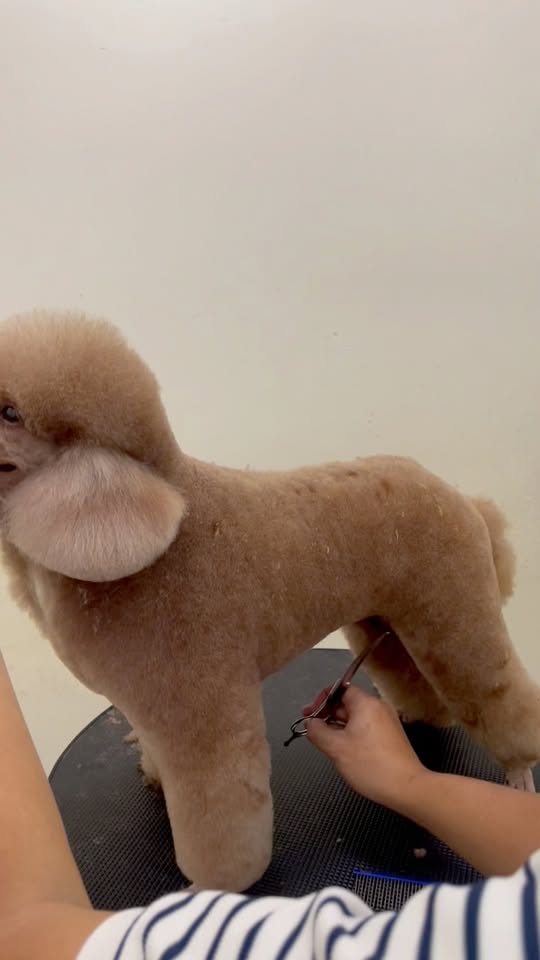 [🆕🇻🇳] Pet Relax 🐶🦜 Top1Pets 🐱🐠 Ảnh trộm vía với bộ lông dày, nói không với “ RỐI “ vì đi đều mỗi tuần  #spathucung #tiemtamcunmeo #luutruthucung #grooming #cattialongcho #cattialongthucu , shares-0✔️ , likes-0❤️️ , date-2025-09-23 20:16:14🐶🐱🇻🇳🇻🇳🇻🇳📰🆕