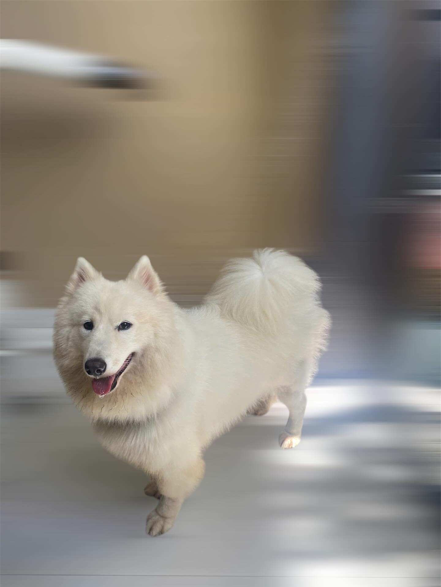 [🆕🇻🇳] HelloPets-Phòng khám thú y 🐶🦜 Top1Pets 🐱🐠 CẠO LÔNG CHO BÉ IU?Việc cạo lông cho chó không phải lúc nào cũng cần thiết, và còn tùy thuộc vào giống chó, tình trạng sức khỏe và môi trường sống. Mình  , shares-7✔️ , likes-1❤️️ , date-2025-09-26 16:55:31🐶🐱🇻🇳🇻🇳🇻🇳📰🆕