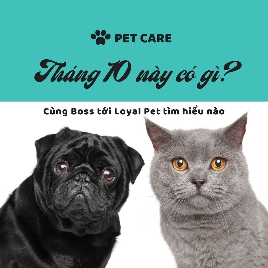 [🆕🇻🇳] Loyal Pet – Dịch Vụ Thú Cưng 🐶🦜 Top1Pets 🐱🐠   Loyal Pet: Tháng 10 NÀY CÓ GÌ? DEAL SỐC NGẬP TRÀN CHĂM SÓC BOSS YÊU!
Boss ơi, còn chần chờ gì mà không đến Loyal Pet ngay thôi! Tháng 10 này, Loyal Pet  , shares-1✔️ , likes-0❤️️ , date-2025-10-01 03:00:29🐶🐱🇻🇳🇻🇳🇻🇳📰🆕