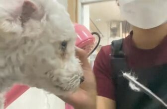 [🆕🇻🇳] An An PetStore 🐶🦜 Top1Pets 🐱🐠 Ở đây không ồn ào, chỉ có bạn và tôi.  , shares-0✔️ , likes-1❤️️ , date-2025-09-30 16:01:19🐶🐱🇻🇳🇻🇳🇻🇳📰🆕