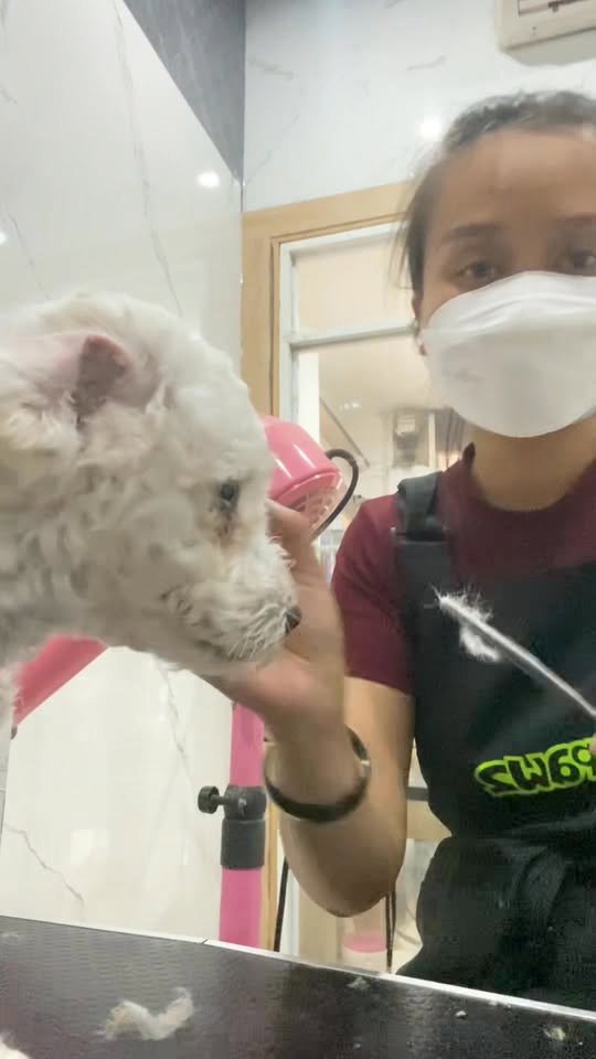 [🆕🇻🇳] Chip’s PetShop – Khách Sạn Thú Cưng 🐶🦜 Top1Pets 🐱🐠 Model này rất nghệ
Sản phẩm do học viên thực hiện
, shares-0✔️ , likes-3❤️️ , date-2025-09-30 17:28:55🐶🐱🇻🇳🇻🇳🇻🇳📰🆕