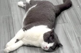 [🆕🇻🇳] Nhà Là Mèo – Dịch vụ thú cưng 🐶🦜 Top1Pets 🐱🐠 ảnh mới đá 1 gói Pate PAWTA xong giờ ảnh rịu rã ,ảnh vô giấc gặp c Dâu Tây hát Nhớ Lắm rồi  , shares-0✔️ , likes-8❤️️ , date-2025-09-29 03:55:16🐶🐱🇻🇳🇻🇳🇻🇳📰🆕