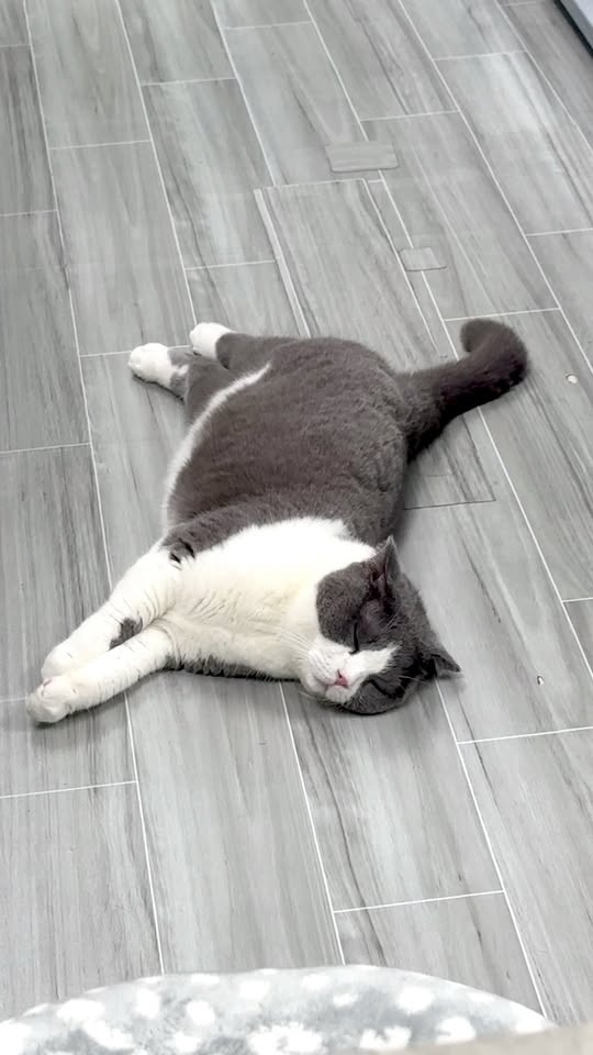 [🆕🇻🇳] Nhà Là Mèo – Dịch vụ thú cưng 🐶🦜 Top1Pets 🐱🐠 ảnh mới đá 1 gói Pate PAWTA xong giờ ảnh rịu rã ,ảnh vô giấc gặp c Dâu Tây hát Nhớ Lắm rồi  , shares-0✔️ , likes-8❤️️ , date-2025-09-29 03:55:16🐶🐱🇻🇳🇻🇳🇻🇳📰🆕