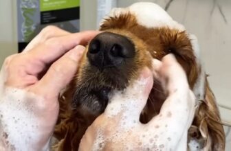 [🆕🇻🇳] Beauty Pet Milk Mập 🐶🦜 Top1Pets 🐱🐠  , shares-0✔️ , likes-2❤️️ , date-2025-09-29 21:30:46🐶🐱🇻🇳🇻🇳🇻🇳📰🆕