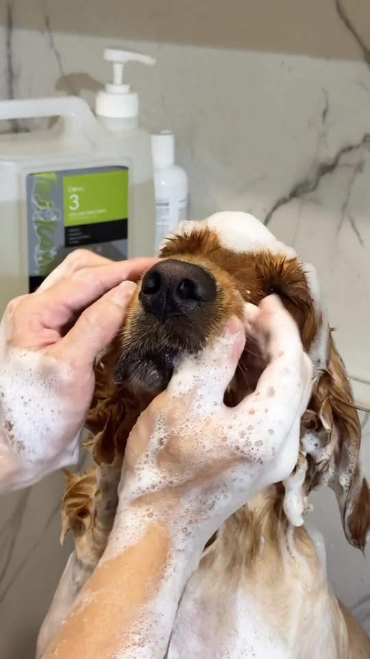 [🆕🇻🇳] Beauty Pet Milk Mập 🐶🦜 Top1Pets 🐱🐠  , shares-0✔️ , likes-2❤️️ , date-2025-09-29 21:30:46🐶🐱🇻🇳🇻🇳🇻🇳📰🆕