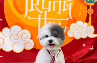 [🆕🇻🇳] Juli Pet Salon – Nha Trang 🐶🦜 Top1Pets 🐱🐠 Trung Thu Là Để Uống Trà , Trăng Là Để Ngắm Em Là Để YêuNhững dịch vụ ở #JULI
Spa – Hotel – Thức ăn – Phụ kiện – Bán cún mèo cảnh
Đào tạo học viên  , shares-0✔️ , likes-6❤️️ , date-2025-09-26 03:21:33🐶🐱🇻🇳🇻🇳🇻🇳📰🆕