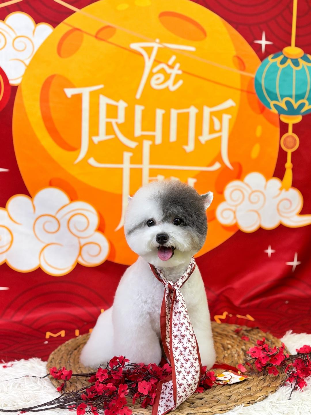 [🆕🇻🇳] Juli Pet Salon – Nha Trang 🐶🦜 Top1Pets 🐱🐠 Trung Thu Là Để Uống Trà , Trăng Là Để Ngắm Em Là Để YêuNhững dịch vụ ở #JULI
Spa – Hotel – Thức ăn – Phụ kiện – Bán cún mèo cảnh
Đào tạo học viên  , shares-0✔️ , likes-6❤️️ , date-2025-09-26 03:21:33🐶🐱🇻🇳🇻🇳🇻🇳📰🆕