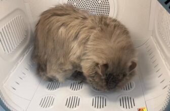 [🆕🇻🇳] MEOW – Tiệm Thú Cưng 🐶🦜 Top1Pets 🐱🐠 Bất chấp lông dày bay phù phù luôn  Khách iu sợ các bé sợ sấy lông thì qua Meowpet nha  , shares-0✔️ , likes-3❤️️ , date-2025-09-28 23:01:07🐶🐱🇻🇳🇻🇳🇻🇳📰🆕