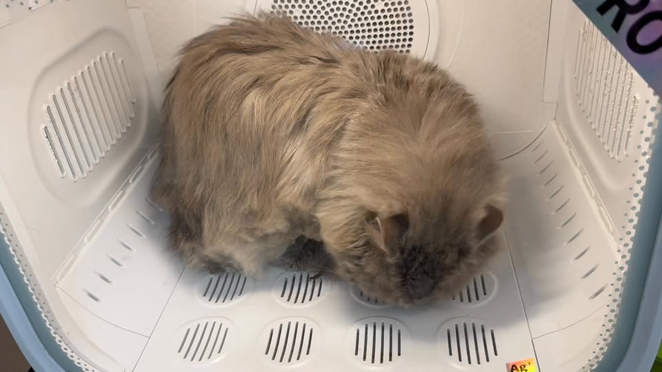 [🆕🇻🇳] MEOW – Tiệm Thú Cưng 🐶🦜 Top1Pets 🐱🐠 Bất chấp lông dày bay phù phù luôn  Khách iu sợ các bé sợ sấy lông thì qua Meowpet nha  , shares-0✔️ , likes-3❤️️ , date-2025-09-28 23:01:07🐶🐱🇻🇳🇻🇳🇻🇳📰🆕