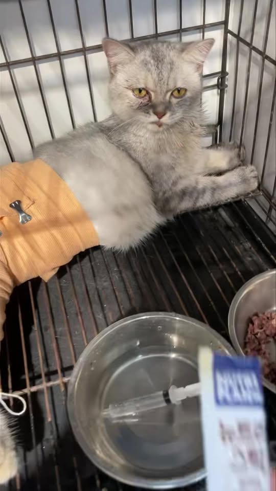 [🆕🇻🇳] Phòng Khám Thú Y Love Pet Trương Định 🐶🦜 Top1Pets 🐱🐠 Tội em bé, ngã từ tầng 3 xuống, gãy xương đùi, chệch đốt sống nên hiện đang liệt 2 chi sau. Hành trình còn dài cố lên con nhé———————–
Số 3 , shares-0✔️ , likes-4❤️️ , date-2025-09-28 03:46:15🐶🐱🇻🇳🇻🇳🇻🇳📰🆕