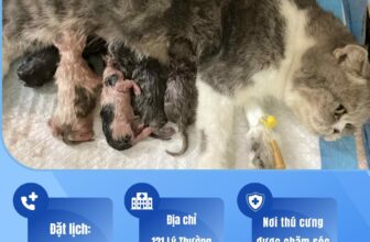 [🆕🇻🇳] Phòng Khám Thú Y MonVet -Cửa Ông, Cẩm Phả 🐶🦜 Top1Pets 🐱🐠  CA PHẪU THUẬT ĐẶC BIỆT SÁNG NAY TẠI MONVETSáng nay, Monvet tiếp nhận một ca mổ lấy thai cấp cứu cho mèo mẹ. Trước đó tối qua mèo đã sinh được 1 con, sa , shares-1✔️ , likes-5❤️️ , date-2025-09-26 20:16:26🐶🐱🇻🇳🇻🇳🇻🇳📰🆕