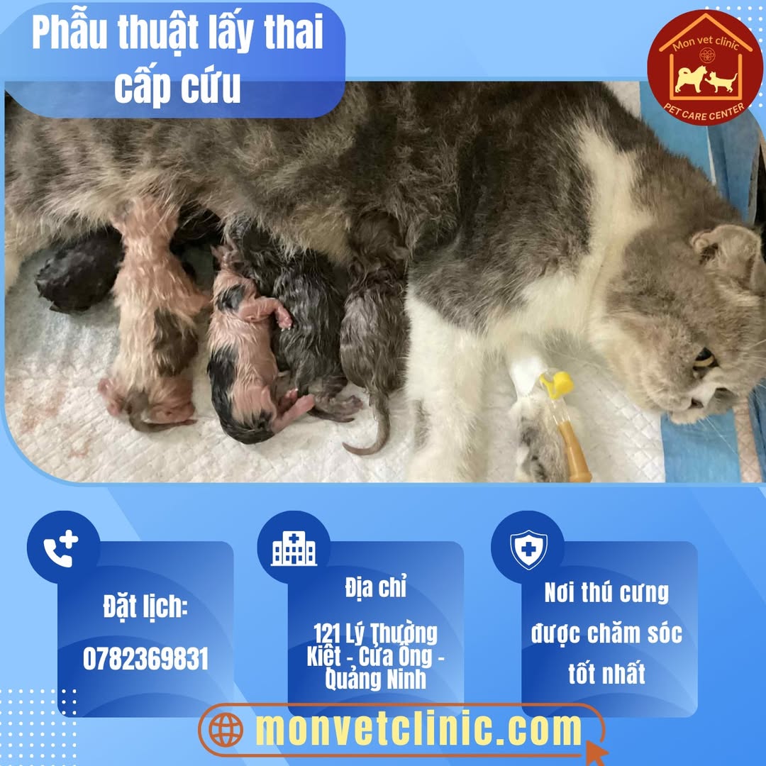 [🆕🇻🇳] Phòng Khám Thú Y MonVet -Cửa Ông, Cẩm Phả 🐶🦜 Top1Pets 🐱🐠  CA PHẪU THUẬT ĐẶC BIỆT SÁNG NAY TẠI MONVETSáng nay, Monvet tiếp nhận một ca mổ lấy thai cấp cứu cho mèo mẹ. Trước đó tối qua mèo đã sinh được 1 con, sa , shares-1✔️ , likes-5❤️️ , date-2025-09-26 20:16:26🐶🐱🇻🇳🇻🇳🇻🇳📰🆕