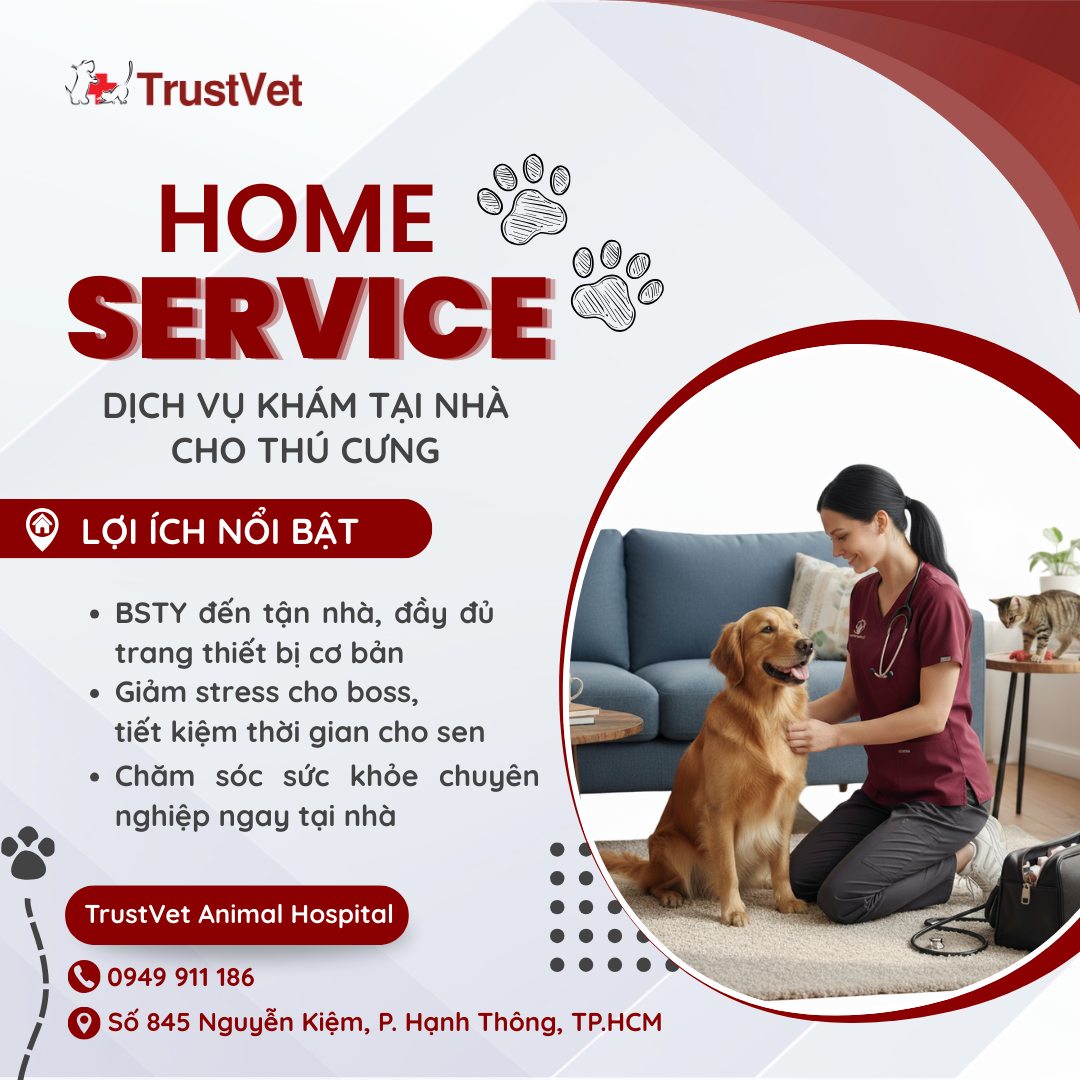 [🆕🇻🇳] TrustVet Animal Hospital – Bệnh Viện Thú Y 🐶🦜 Top1Pets 🐱🐠 ” TrustVet Home Service – Khám tận nhà cho Boss!
Không phải lúc nào boss cũng hợp tác để ra khỏi nhà, hoặc có những bé lớn tuổi – bệnh nặng cần sự an toàn, , shares-2✔️ , likes-3❤️️ , date-2025-09-26 02:00:51🐶🐱🇻🇳🇻🇳🇻🇳📰🆕