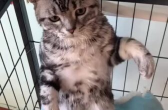 [🆕🇻🇳] Phòng khám Thú Y – Spa Nguyên An Bình 🐶🦜 Top1Pets 🐱🐠 Vị khách này cũng hơi khó tính#BenhVienThuY #PhongKhamThuY #ThuYHaNoi #guichomeo #luutruchomeo #chamsocmeo #tronggiuchomeo #cattialongchomeo #phongkham , shares-0✔️ , likes-1❤️️ , date-2025-09-29 22:08:09🐶🐱🇻🇳🇻🇳🇻🇳📰🆕