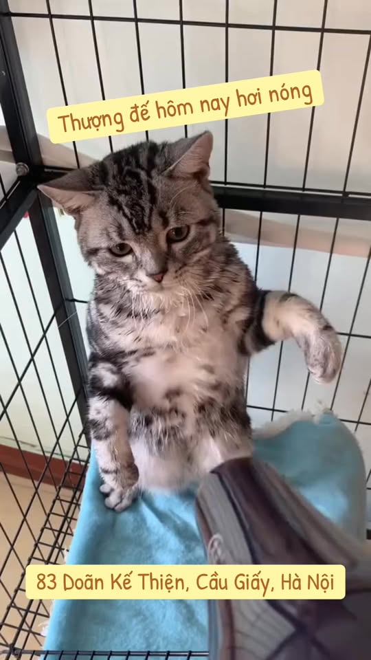 [🆕🇻🇳] Pet Hub Tây Ninh 🐶🦜 Top1Pets 🐱🐠 Niệm thần chú: ” Không ai thấy, không ai thấy, không ai thấy ”
#PetHubTayNinh , shares-0✔️ , likes-2❤️️ , date-2025-09-29 22:54:09🐶🐱🇻🇳🇻🇳🇻🇳📰🆕