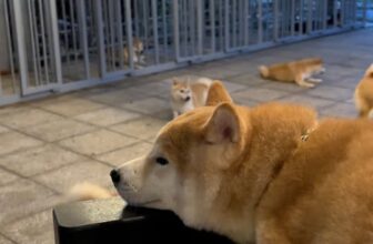 [🆕🇻🇳] An Nam Kennel – Shiba House – ngôi nhà nhân giống Shiba Inu thuần chủng uy tín với tổng đàn shiba lớn nhất miền Nam 🐶🦜 Top1Pets 🐱🐠  , shares-0✔️ , likes-5❤️️ , date-2025-09-28 15:37:10🐶🐱🇻🇳🇻🇳🇻🇳📰🆕