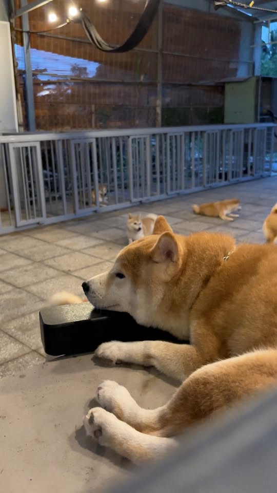 [🆕🇻🇳] An Nam Kennel – Shiba House – ngôi nhà nhân giống Shiba Inu thuần chủng uy tín với tổng đàn shiba lớn nhất miền Nam 🐶🦜 Top1Pets 🐱🐠  , shares-0✔️ , likes-5❤️️ , date-2025-09-28 15:37:10🐶🐱🇻🇳🇻🇳🇻🇳📰🆕