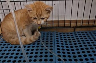 [🆕🇻🇳] Bệnh Viện Thú Y Petshare 366 Khương Đình 🐶🦜 Top1Pets 🐱🐠   Mọi người nuôi mèo đừng chủ quan nha…
Khi bé có biểu hiện bất thường như mệt, bỏ ăn, hàng ngày đang chạy nhảy nhưng lại nằm mệt 1 chỗ hoặc trốn tránh  , shares-0✔️ , likes-6❤️️ , date-2025-09-29 16:06:51🐶🐱🇻🇳🇻🇳🇻🇳📰🆕