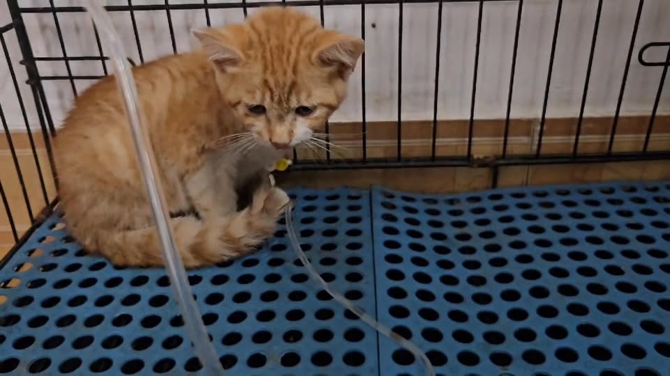 [🆕🇻🇳] Bệnh Viện Thú Y Petshare 366 Khương Đình 🐶🦜 Top1Pets 🐱🐠   Mọi người nuôi mèo đừng chủ quan nha…
Khi bé có biểu hiện bất thường như mệt, bỏ ăn, hàng ngày đang chạy nhảy nhưng lại nằm mệt 1 chỗ hoặc trốn tránh  , shares-0✔️ , likes-6❤️️ , date-2025-09-29 16:06:51🐶🐱🇻🇳🇻🇳🇻🇳📰🆕