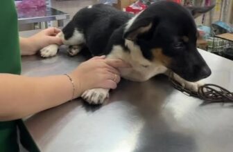 [🆕🇻🇳] Trung Tâm Thú Cưng T.VET Clinic – Quy Nhơn 🐶🦜 Top1Pets 🐱🐠 Chú cún bị lạc và đang bệnh, mong được tìm chủ cũ sớm ạ! , shares-0✔️ , likes-6❤️️ , date-2025-09-28 00:31:55🐶🐱🇻🇳🇻🇳🇻🇳📰🆕