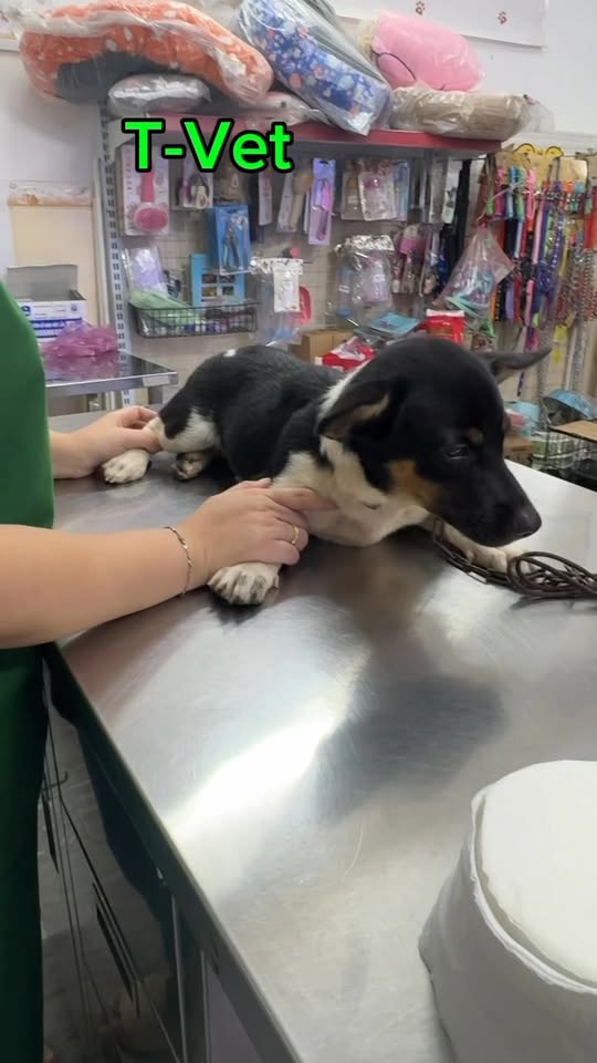 [🆕🇻🇳] Ngôi nhà thú cưng -Pet House 🐶🦜 Top1Pets 🐱🐠 Sẵn hạt sc bao lớn 9kg cho nhà đông con
Hạt cho chó mèo coa topping thịt
Đạm trên 40%
K độn ngũ cốc
Chất hạt thơm, thành phần dinh dưỡng cao
Phù hợp cho mè , shares-1✔️ , likes-2❤️️ , date-2025-09-27 23:58:46🐶🐱🇻🇳🇻🇳🇻🇳📰🆕
