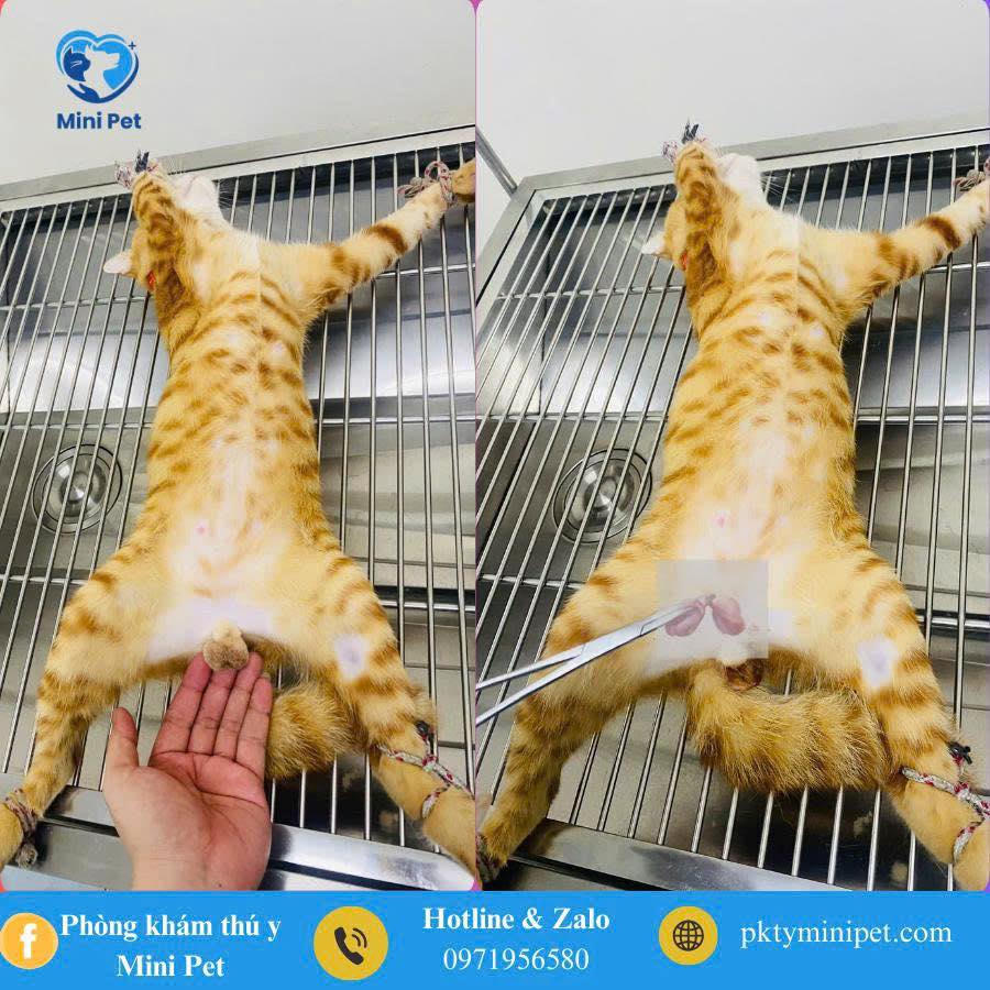 [🆕🇻🇳] Lu Pet Shop – Dịch vụ thú cưng Bà Rịa 🐶🦜 Top1Pets 🐱🐠 Đã chanh xả
Thì cần ngã đầu vào ai
——————————————-
𝗠𝘂𝗮 𝗵𝗮̀𝗻𝗴 𝘃𝗮̀ 𝗰𝗵𝗼 𝗯𝗲́ 𝘁𝗿𝗮̉𝗶 𝗻𝗴𝗵𝗶𝗲̣̂𝗺 𝘀𝗽𝗮  𝘁𝗮̣𝗶:
𝗟 𝗨 𝗣 𝗘 𝗧 𝗦 𝗛 𝗢 𝗣
𝗣𝗲𝘁 𝗦𝗵𝗼𝗽   𝗦𝗽𝗮 & 𝗚𝗿𝗼𝗼𝗺𝗶𝗻𝗴
𝗔 𝗱 𝗱  , shares-0✔️ , likes-2❤️️ , date-2025-09-27 16:12:48🐶🐱🇻🇳🇻🇳🇻🇳📰🆕