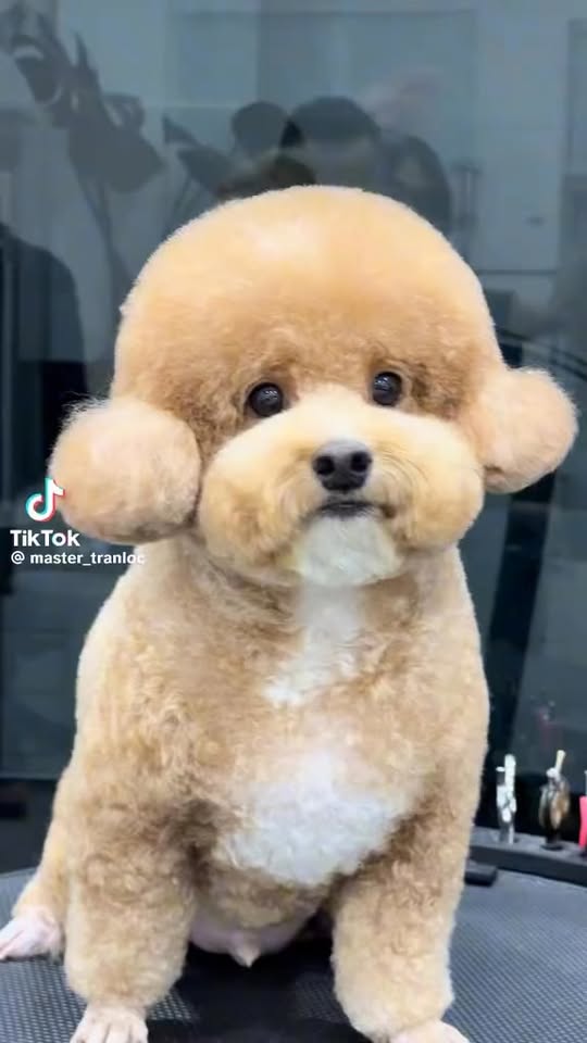 [🆕🇻🇳] Pets House Tuyên Quang 🐶🦜 Top1Pets 🐱🐠  , shares-0✔️ , likes-1❤️️ , date-2025-09-29 17:19:44🐶🐱🇻🇳🇻🇳🇻🇳📰🆕