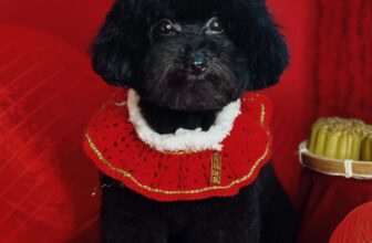 [🆕🇻🇳] Coca Pet Grooming – Chuyên tắm, cắt tỉa, vệ sinh, phụ kiện, thức ăn thú cưng 🐶🦜 Top1Pets 🐱🐠 Trung Thu có bánh có hình và có bé xinhQuý khách cần tư vấn và đặt lịch sử dụng dịch vụ cho Boss thì liên hệ với chúng em nha! ——————
Thông , shares-10✔️ , likes-7❤️️ , date-2025-09-27 23:35:15🐶🐱🇻🇳🇻🇳🇻🇳📰🆕