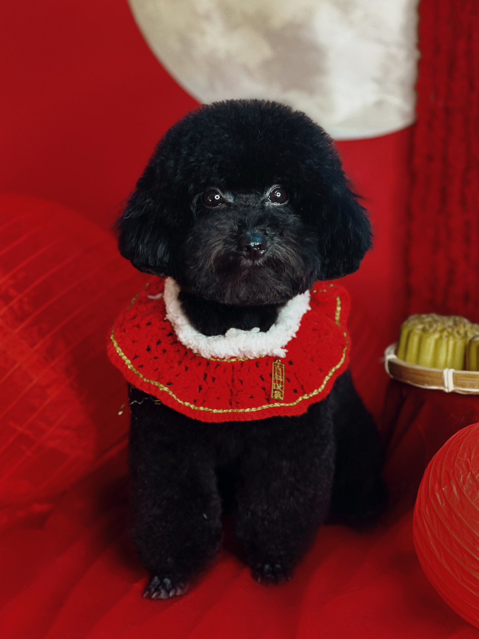 [🆕🇻🇳] Coca Pet Grooming – Chuyên tắm, cắt tỉa, vệ sinh, phụ kiện, thức ăn thú cưng 🐶🦜 Top1Pets 🐱🐠 Trung Thu có bánh có hình và có bé xinhQuý khách cần tư vấn và đặt lịch sử dụng dịch vụ cho Boss thì liên hệ với chúng em nha! ——————
Thông , shares-10✔️ , likes-7❤️️ , date-2025-09-27 23:35:15🐶🐱🇻🇳🇻🇳🇻🇳📰🆕