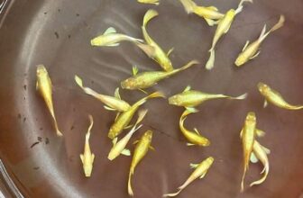 [🆕🇻🇳] Con Yêu Boutique – Thời trang cho bé 🧑‍🧒❤️️👶⭐️ -Mời A.C.E ghé qua tham khảo các d.ò.n.g  bên shop ạk
– Inpox để nhận  hình thực tế ạk.
– Có hộ trợ phí ship ( tuỳ nơi).
, shares-0✔️ , likes-0❤️️ , date-2025-09-27 20:48:30🇻🇳🇻🇳🇻🇳📰🆕