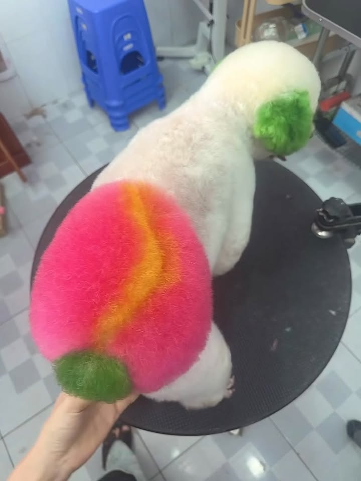 [🆕🇻🇳] Loyal Pet – Dịch Vụ Thú Cưng 🐶🦜 Top1Pets 🐱🐠   Loyal Pet: Tháng 10 NÀY CÓ GÌ? DEAL SỐC NGẬP TRÀN CHĂM SÓC BOSS YÊU!
Boss ơi, còn chần chờ gì mà không đến Loyal Pet ngay thôi! Tháng 10 này, Loyal Pet  , shares-1✔️ , likes-0❤️️ , date-2025-10-01 03:00:29🐶🐱🇻🇳🇻🇳🇻🇳📰🆕