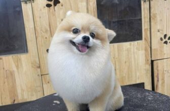 [🆕🇻🇳] Okyo Pet House – Shop Thú Cưng 🐶🦜 Top1Pets 🐱🐠 Đi spa hoi mấy tình iu oiiiiii
, shares-1✔️ , likes-0❤️️ , date-2025-09-29 16:06:35🐶🐱🇻🇳🇻🇳🇻🇳📰🆕