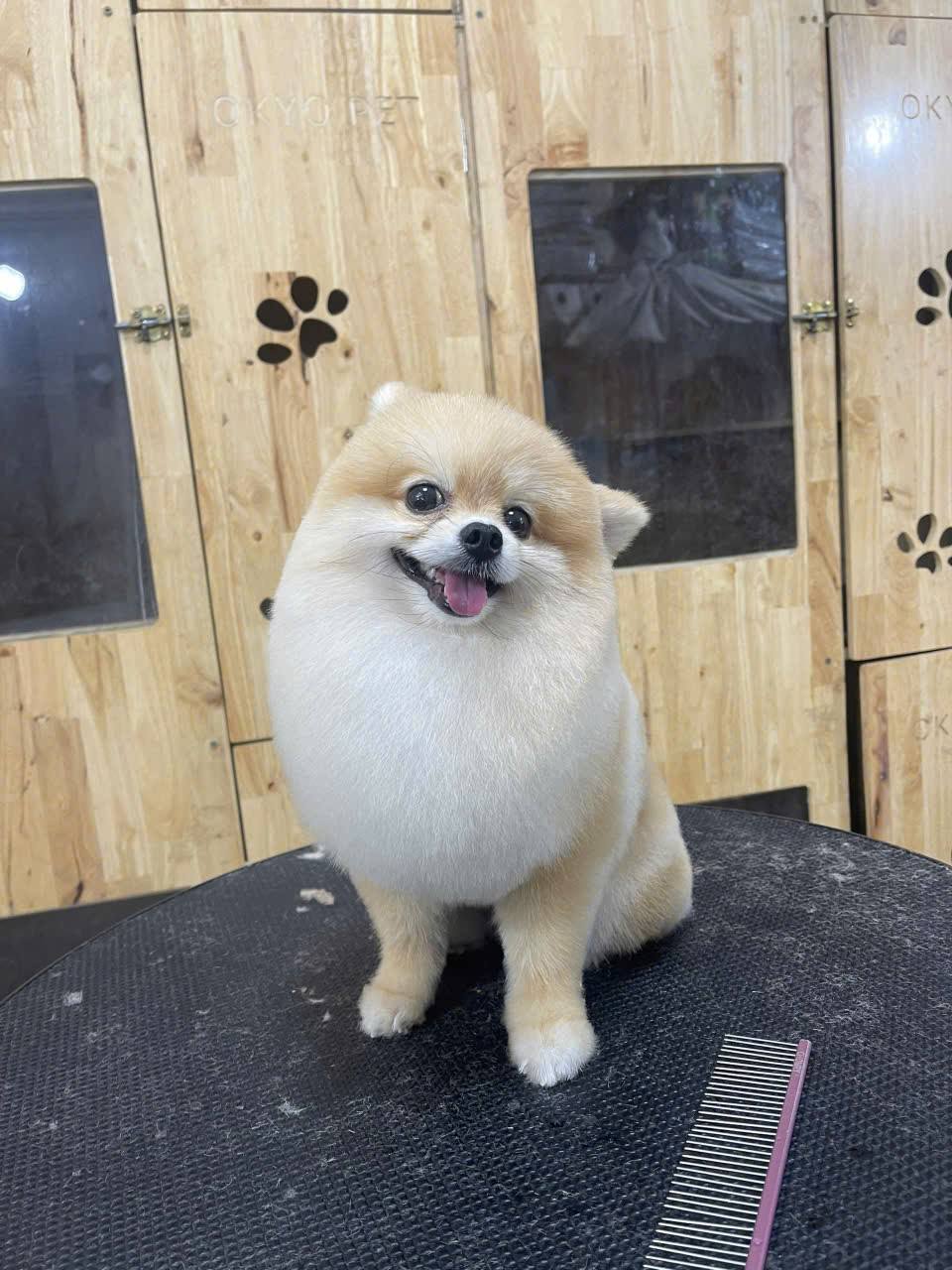 [🆕🇻🇳] Okyo Pet House – Shop Thú Cưng 🐶🦜 Top1Pets 🐱🐠 Đi spa hoi mấy tình iu oiiiiii
, shares-1✔️ , likes-0❤️️ , date-2025-09-29 16:06:35🐶🐱🇻🇳🇻🇳🇻🇳📰🆕