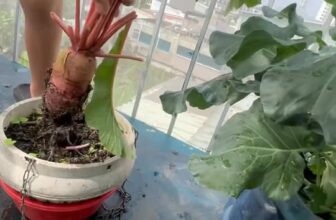 [🆕🇻🇳] Mom Kevin – Chuyên hàng mẹ và bé 🧑‍🧒❤️️👶⭐️ 1 trong những trải nghiệm cho các con ở thành phố được trải nghiệm trồng và thu hoạch rau củ nè các mom. , shares-0✔️ , likes-0❤️️ , date-2025-09-28 18:39:15🇻🇳🇻🇳🇻🇳📰🆕