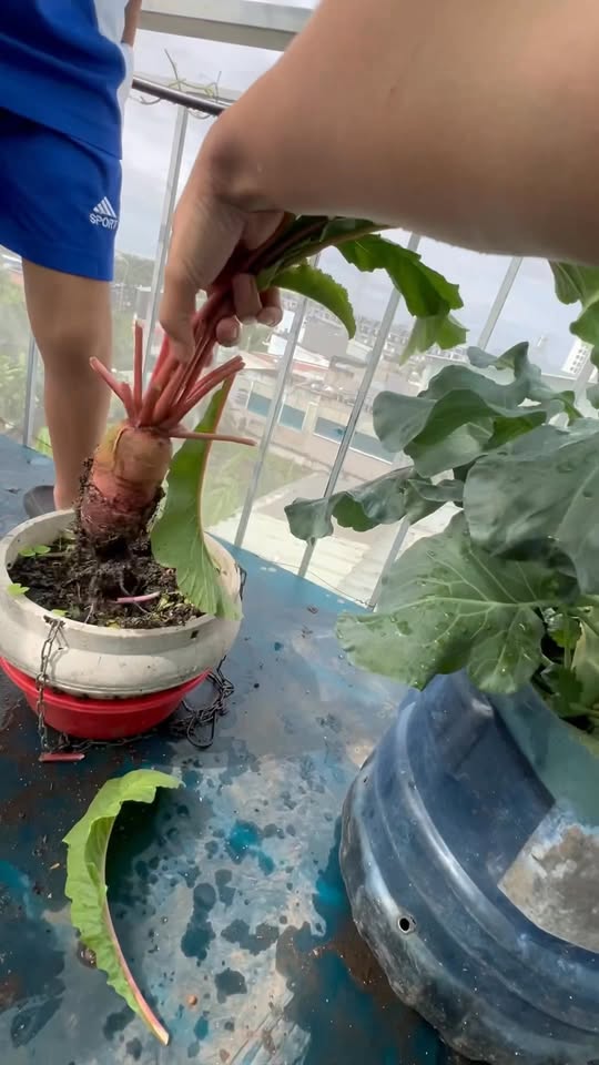 [🆕🇻🇳] Mom Kevin – Chuyên hàng mẹ và bé 🧑‍🧒❤️️👶⭐️ 1 trong những trải nghiệm cho các con ở thành phố được trải nghiệm trồng và thu hoạch rau củ nè các mom. , shares-0✔️ , likes-0❤️️ , date-2025-09-28 18:39:15🇻🇳🇻🇳🇻🇳📰🆕