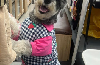 [🆕🇻🇳] Bệnh Viện Thú Y ProCare 🐶🦜 Top1Pets 🐱🐠 Schnoodle giống chó nổi tiếng với sự thông minh và tính cách sôi nổi
Ảnh thông minh thiệt nha cả nhà, nay Biscuit qua Procare chích ngừa, đẹp chai chứ cũn , shares-1✔️ , likes-49❤️️ , date-2025-09-30 02:00:27🐶🐱🇻🇳🇻🇳🇻🇳📰🆕