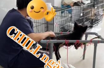 [🆕🇻🇳] Bệnh viện thú cưng Tispet Quy Nhơn 🐶🦜 Top1Pets 🐱🐠  “Có những chiếc tai nhỏ bé đang run rẩy vì sợ… nhưng rồi dịu lại khi nghe bác sĩ cất tiếng hát. Vì đâu cần ngôn ngữ, chỉ cần một chút yêu thương là đủ c , shares-0✔️ , likes-8❤️️ , date-2025-09-28 16:46:08🐶🐱🇻🇳🇻🇳🇻🇳📰🆕