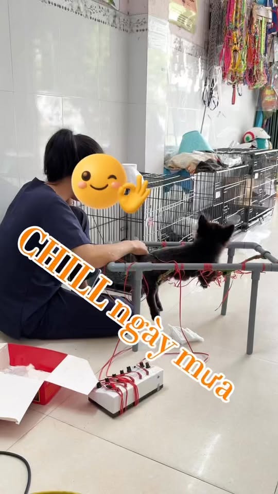 [🆕🇻🇳] Bệnh viện thú cưng Tispet Quy Nhơn 🐶🦜 Top1Pets 🐱🐠  “Có những chiếc tai nhỏ bé đang run rẩy vì sợ… nhưng rồi dịu lại khi nghe bác sĩ cất tiếng hát. Vì đâu cần ngôn ngữ, chỉ cần một chút yêu thương là đủ c , shares-0✔️ , likes-8❤️️ , date-2025-09-28 16:46:08🐶🐱🇻🇳🇻🇳🇻🇳📰🆕