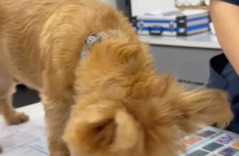 [🆕🇻🇳] Cobi Pet Hospital – Bệnh Viện Thú Y 🐶🦜 Top1Pets 🐱🐠  XỔ GIUN QUAN TRỌNG NHƯ THẾ NÀO CHO PETVì sao cần cho Boss xổ giun định kỳ?
Loại bỏ ký sinh trùng đường ruột: Giun tròn, giun móc, giun tóc, sán… thườn , shares-0✔️ , likes-4❤️️ , date-2025-09-26 20:01:05🐶🐱🇻🇳🇻🇳🇻🇳📰🆕